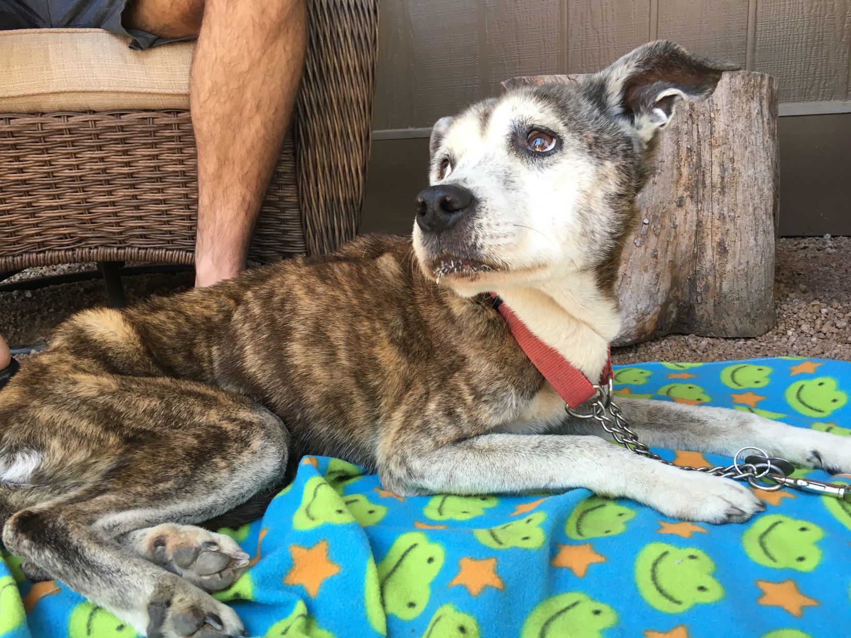 Sushi recovers after being lost in the forest for three months